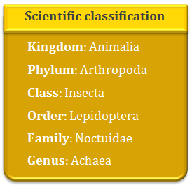 classification, kingdom, animalia, phylum, arthropoda, class, insecta, order, lepidoptera, family, noctuidae, genus, achaea